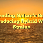 Blending Nature’s Best: Introducing Hybrid Weed Strains