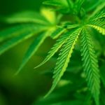 Blazing a New Path: Exploring the Benefits and Myths of Marijuana