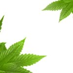 The Buzz Behind Marijuana: Unveiling the Truth