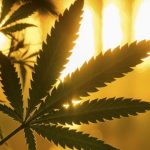 The High Life: Exploring the World of Marijuana