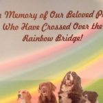Forever in Our Hearts: Honoring Beloved Pets in Memoriam