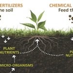 The Natural Way: Harnessing the Power of Organic Soils and Fertilizers