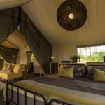 Untamed Elegance: The Ultimate Luxury Safari Experience