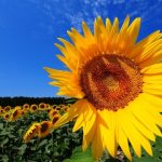 Cabbage Worm Control: Maximizing Sunflower Harvests