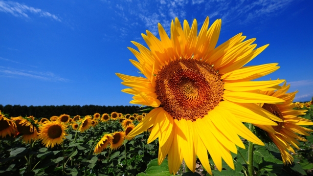 Cabbage Worm Control: Maximizing Sunflower Harvests