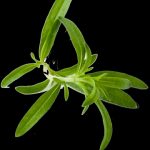 10 Calendula Companion Plants to Jazz Up Your Garden