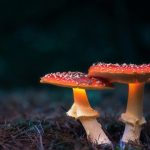 The Fungi Frontier: Unveiling the Mysteries of Mushroom Cultivation
