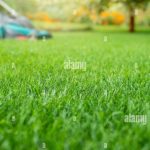 Level Up Your Lawn: Mastering the Art of Mowing and Care