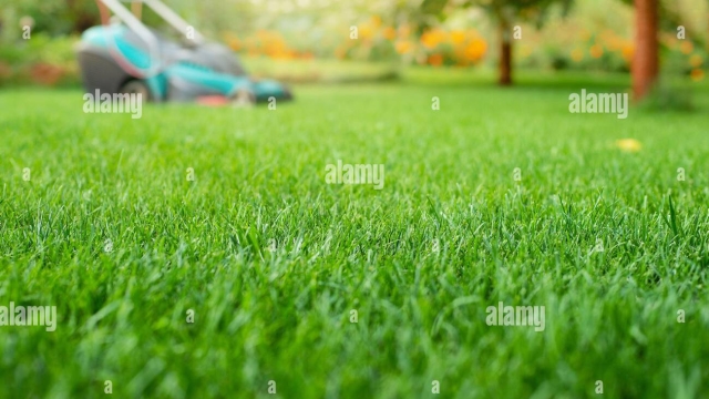 Level Up Your Lawn: Mastering the Art of Mowing and Care