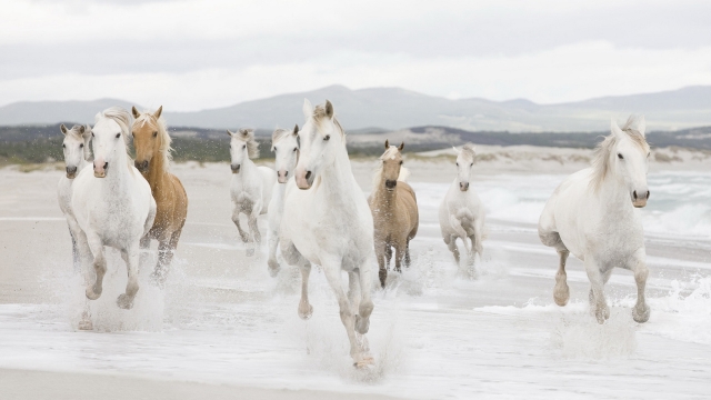 Equestrian Essentials: Unlocking the Power of Horse Supplements for Optimal Care