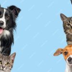 Paws and Claws: The Joys and Challenges of Pet Parenthood