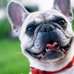 Pawsitively Yours: The Joys of Sharing Life with a Pet