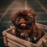 Understanding the Commitment of Pet Ownership Welcoming into