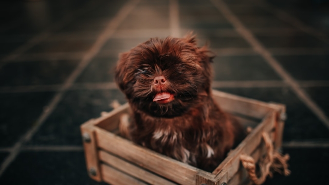 Understanding the Commitment of Pet Ownership Welcoming into