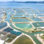 The Role of IoT in Aquaculture Enhancing Monitoring and Management