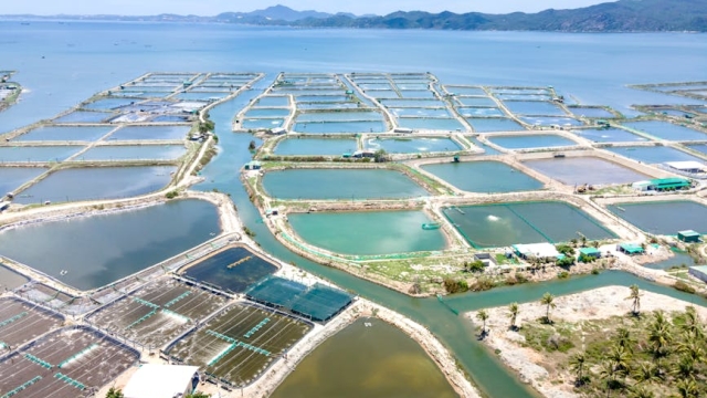 The Role of IoT in Aquaculture Enhancing Monitoring and Management