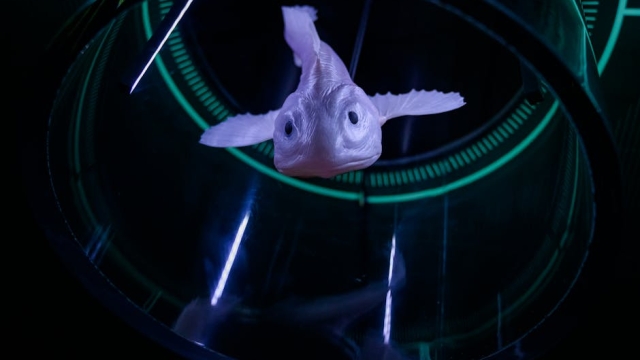 Current Trends and Innovations in Fish Breeding Technology