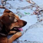 Understanding the Benefits of Crate Training for Dogs