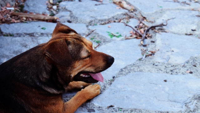 Understanding the Benefits of Crate Training for Dogs