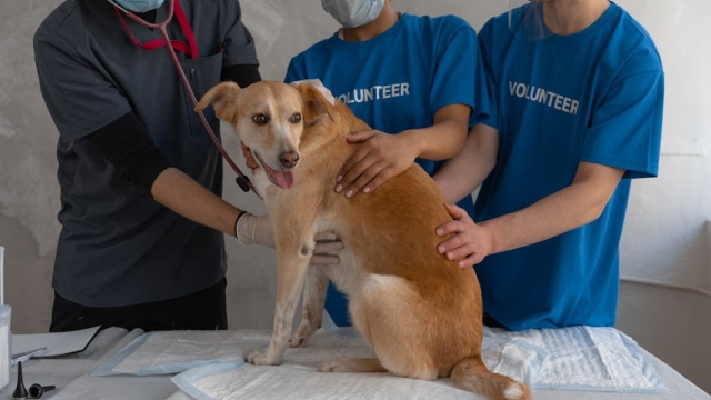 Overview of Dog Boot Camps in Houston